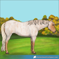 Horse Color:Red Roan 
