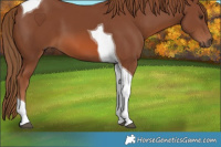 Horse Color:Chestnut Tobiano 