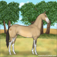 Horse Color:Buckskin Dun Sabino 