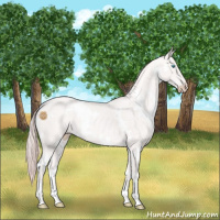 Horse Color:White Spotted Perlino 