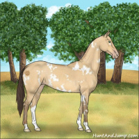 Horse Color:White Spotted Sable Cream Champagne Dun