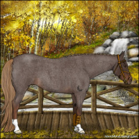 Horse Color:Liver Red Roan 