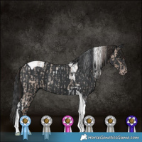 Horse Color:Classic Champagne Roan Tobiano Rabicano and Black Tobiano