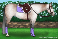 Horse Color:Gray Bay 