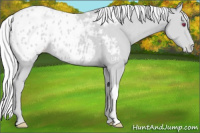 Horse Color:Silver Classic Champagne Chinchilla Appaloosa