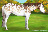Horse Color:Red Onyx Splash Appaloosa 
