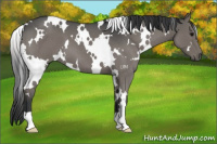 Horse Color:White Spotted Blue Roan 