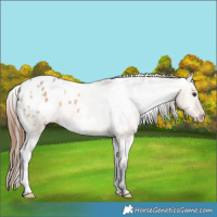 Horse Color:White Spotted Bay Dun Appaloosa 