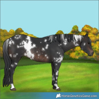 Horse Color:White Spotted Brown Rabicano