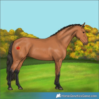 Horse Color:Unknown 