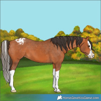 Horse Color:Bay Splash Appaloosa