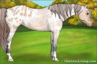 Horse Color:White Spotted Bay Roan Dun Appaloosa