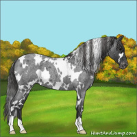 Horse Color:White Spotted Blue Roan Appaloosa 