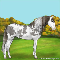 Horse Color:White Spotted Smoky Blue Roan Splash Appaloosa Rabicano 