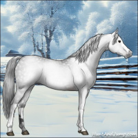 Horse Color:Gray White Spotted Brown