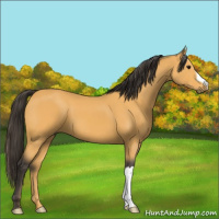 Horse Color:Buckskin 