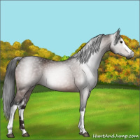 Horse Color:Gray White Spotted Bay