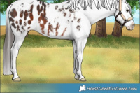 Horse Color:Brown Sabino Appaloosa