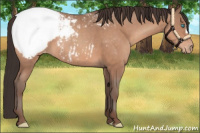 Horse Color:Sable Champagne Snowcap 