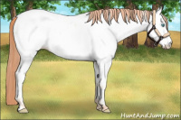 Horse Color:Amber Cream Champagne Pearl Appaloosa 