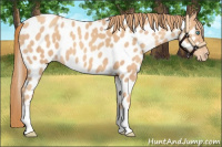 Horse Color:Gold Champagne Near Leopard 