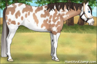 Horse Color:Sable Champagne Splash Appaloosa 