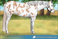 Horse Color:Gold Champagne Appaloosa 
