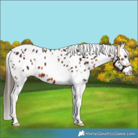 Horse Color:White Spotted Brown Appaloosa 