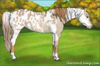 Horse Color:Red Dun Appaloosa  and Red Dun Appaloosa 