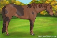 Horse Color:Liver Chestnut  and Chestnut 