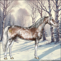 Horse Color:Liver Red Onyx Mushroom Sabino 