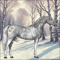 Horse Color:White Spotted Silver Grullo Chinchilla Tobiano Rabicano 