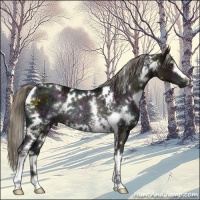 Horse Color:White Spotted Midnight Liver Chestnut Ice Mushroom Rabicano 