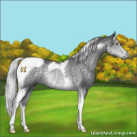 Horse Color:Silver Black Chinchilla Tobiano Rabicano 
