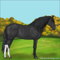 Horse Color:Black 