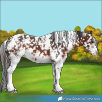Horse Color:White Spotted Brown Sabino Appaloosa 