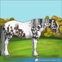 Horse Color:White Spotted Brown Tobiano Appaloosa 