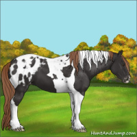Horse Color:Liver Chestnut Tobiano Appaloosa