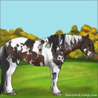 Horse Color:White Spotted Brown Tobiano 