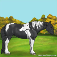 Horse Color:Black Tobiano 