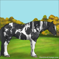 Horse Color:White Spotted Black Tobiano 