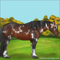Horse Color:White Spotted Brown Tobiano 