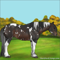 Horse Color:White Spotted Brown Tobiano 