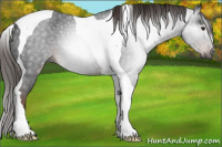 Horse Color:Gray Liver Red Roan Tobiano Rabicano 