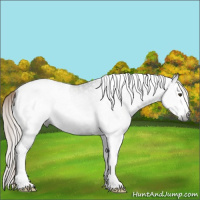 Horse Color:Gray Liver Chestnut Splash Tobiano Rabicano