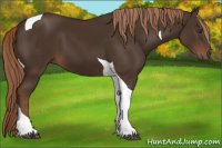 Horse Color:Liver Chestnut Tobiano 