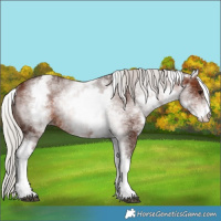 Horse Color:White Spotted Silver Brown Rabicano