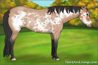 Horse Color:Bay Roan Frame Rabicano 