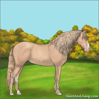 Horse Color:Gold Champagne Splash 