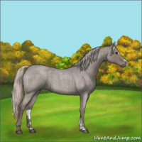 Horse Color:Silver Blue Roan Sabino 